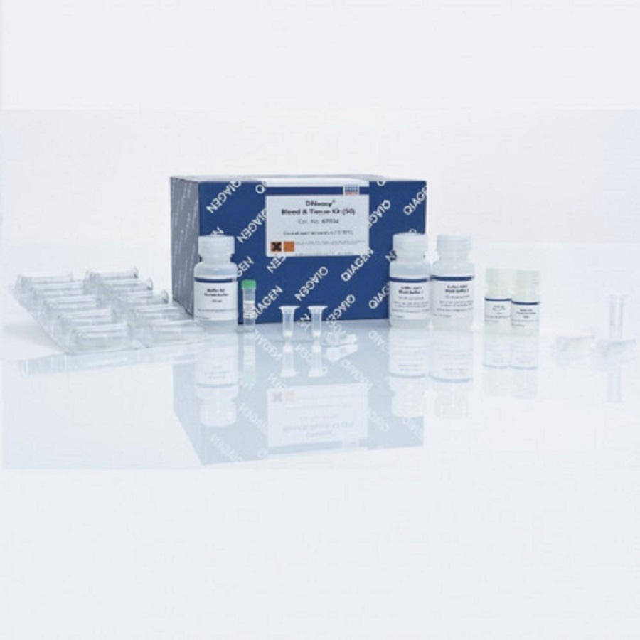  QIAGEN DNeasy Blood & Tissue Kit purification of total DNA 